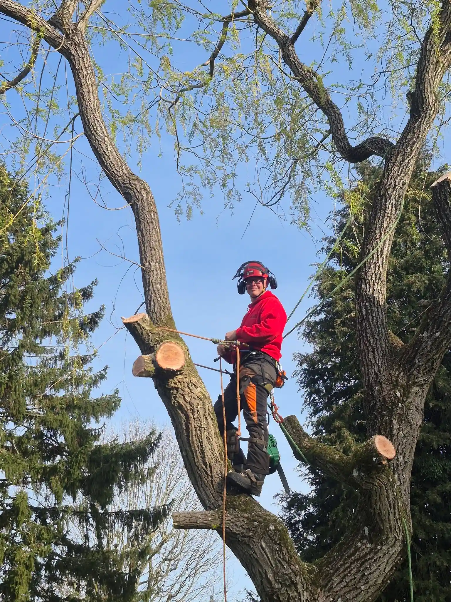 Tree Felling and Removal
